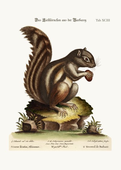 Das barbarische Eichhörnchen, 1749-73 von George Edwards